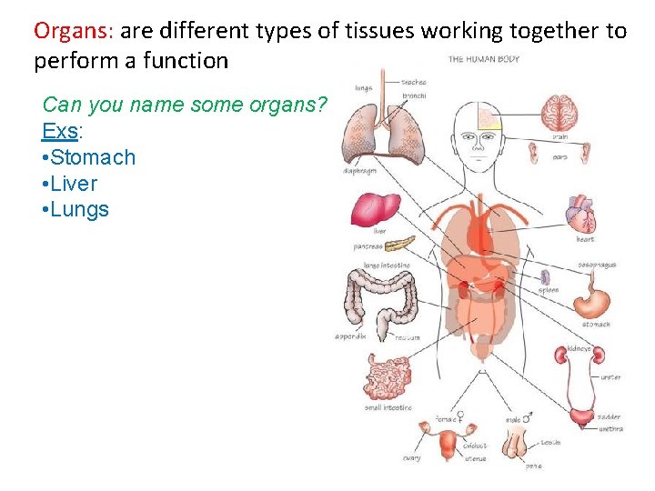 Organs: are different types of tissues working together to perform a function Can you