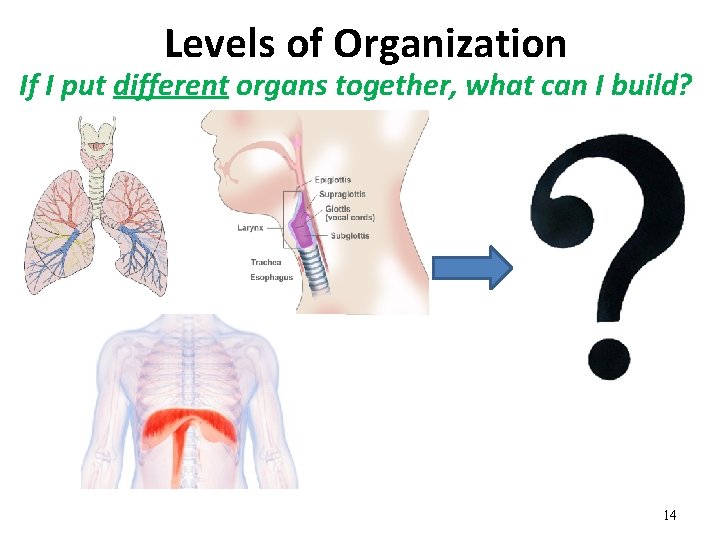 Levels of Organization If I put different organs together, what can I build? 14