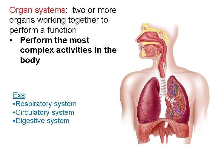 Organ systems: two or more organs working together to perform a function • Perform