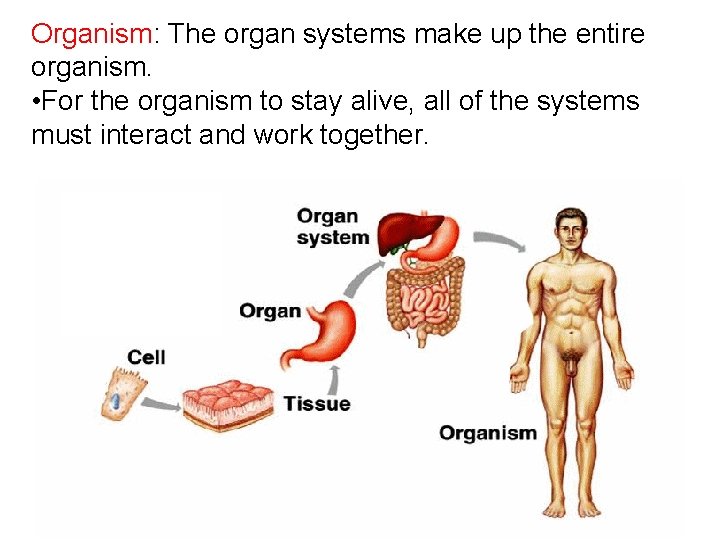 Organism: The organ systems make up the entire organism. • For the organism to
