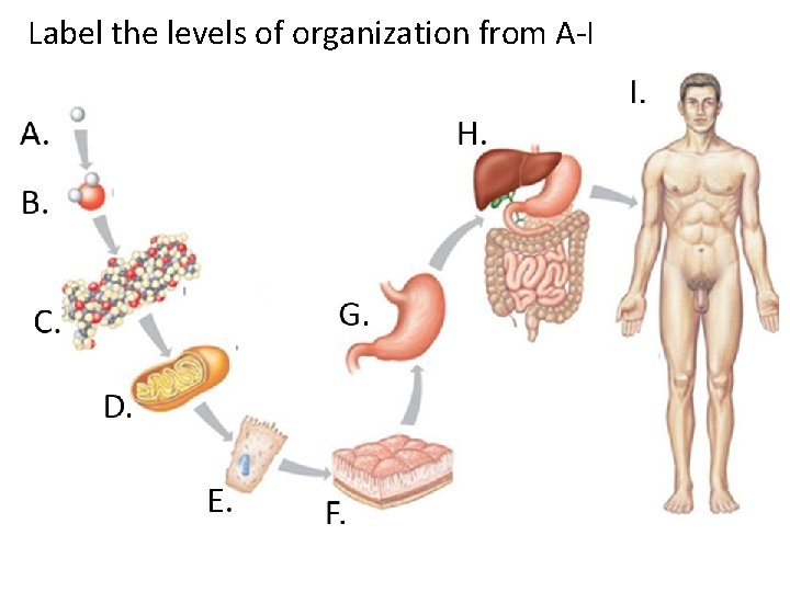 Label the levels of organization from A-I A. H. B. G. C. D. E.