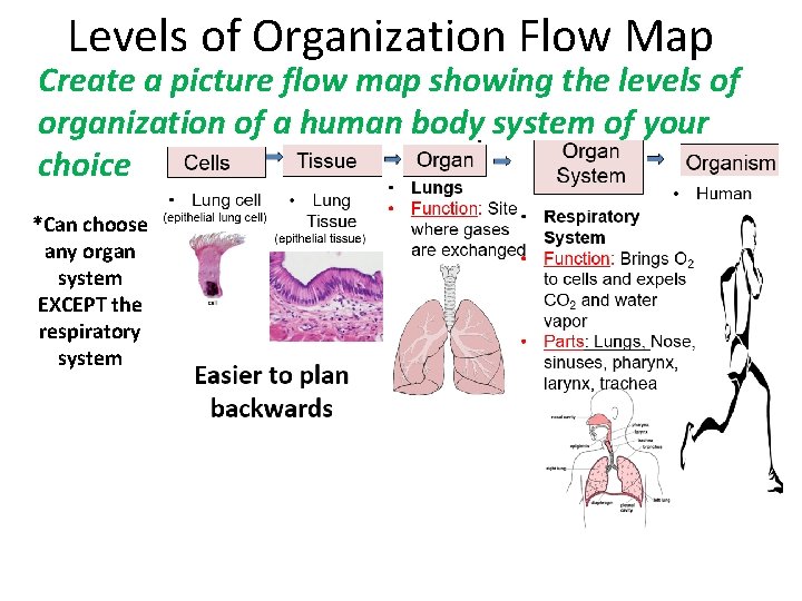 Levels of Organization Flow Map Create a picture flow map showing the levels of