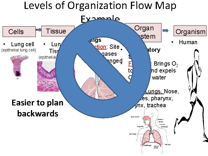 Levels of Organization Flow Map Example Cells • Lung cell (epithelial lung cell) Tissue