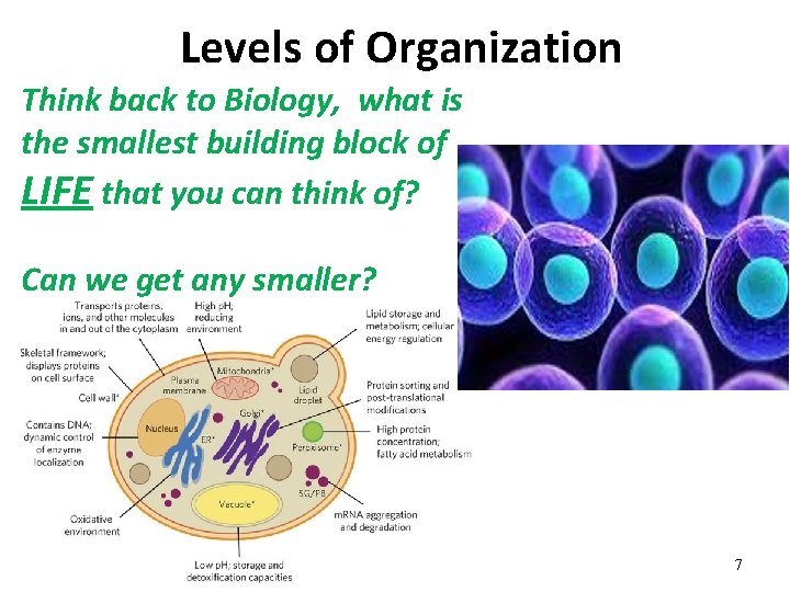 Levels of Organization Think back to Biology, what is the smallest building block of