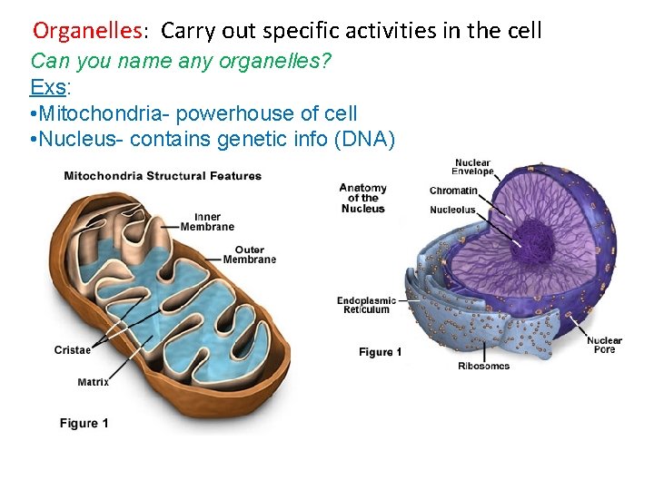 Organelles: Carry out specific activities in the cell Can you name any organelles? Exs: