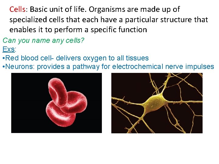 Cells: Basic unit of life. Organisms are made up of specialized cells that each