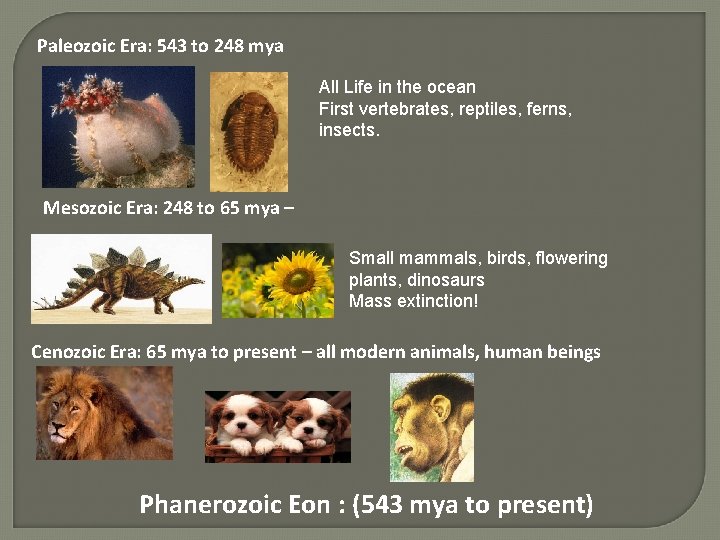 Paleozoic Era: 543 to 248 mya All Life in the ocean First vertebrates, reptiles,