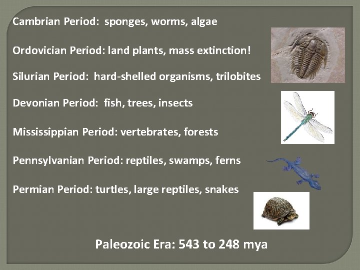 Cambrian Period: sponges, worms, algae Ordovician Period: land plants, mass extinction! Silurian Period: hard-shelled