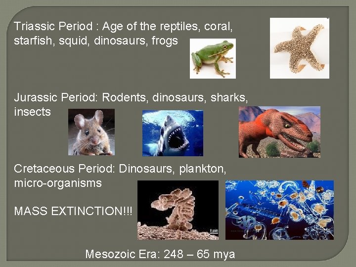 Triassic Period : Age of the reptiles, coral, starfish, squid, dinosaurs, frogs Jurassic Period:
