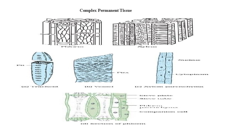 Complex Permanent Tissue 