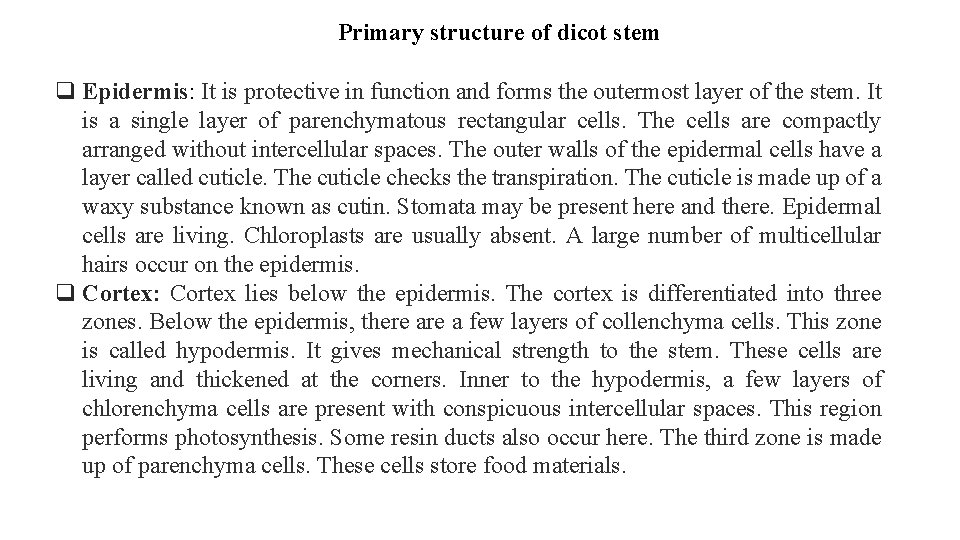 Primary structure of dicot stem q Epidermis: It is protective in function and forms