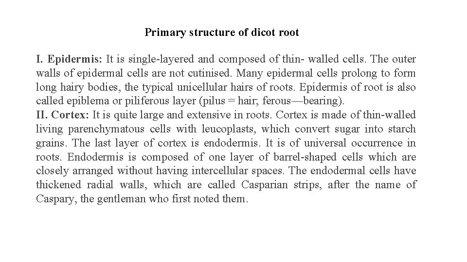 Primary structure of dicot root I. Epidermis: It is single layered and composed of