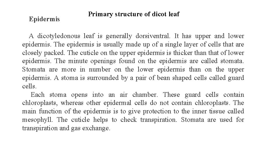 Epidermis Primary structure of dicot leaf A dicotyledonous leaf is generally dorsiventral. It has