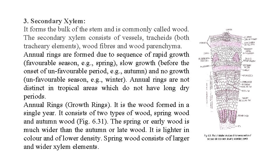 3. Secondary Xylem: It forms the bulk of the stem and is commonly called