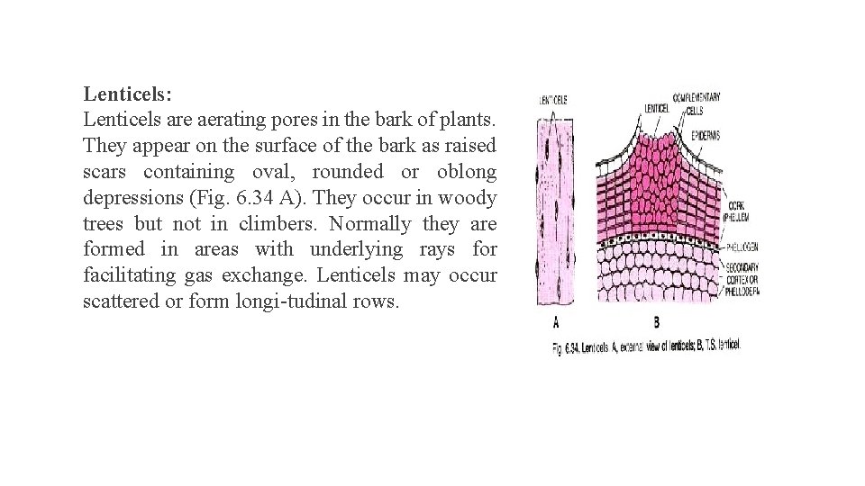 Lenticels: Lenticels are aerating pores in the bark of plants. They appear on the