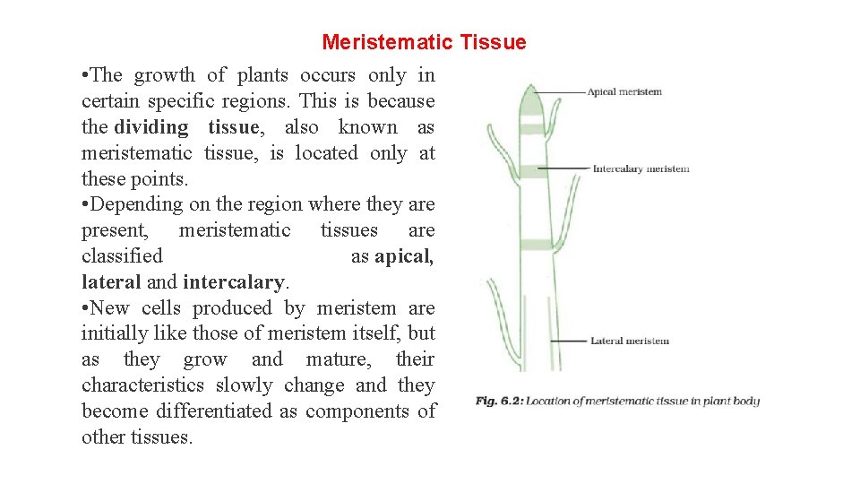 Meristematic Tissue • The growth of plants occurs only in certain specific regions. This