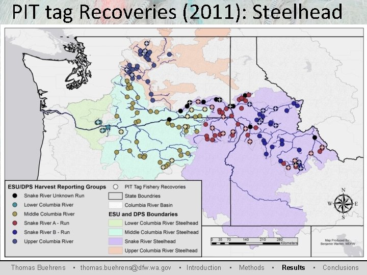 PIT tag Recoveries (2011): Steelhead Thomas Buehrens • thomas. buehrens@dfw. wa. gov • Introduction