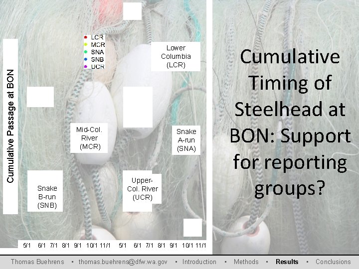 Cumulative Timing of Steelhead at BON: Support for reporting groups? Cumulative Passage at BON