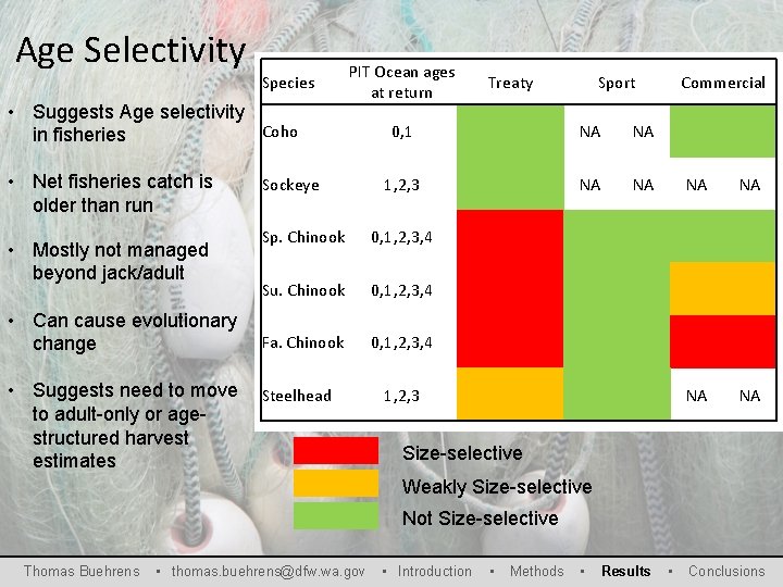 Age Selectivity Species • Suggests Age selectivity Coho in fisheries • Net fisheries catch