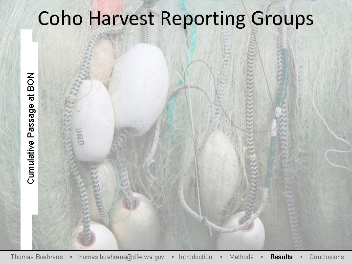 Cumulative Passage at BON Coho Harvest Reporting Groups Thomas Buehrens • thomas. buehrens@dfw. wa.