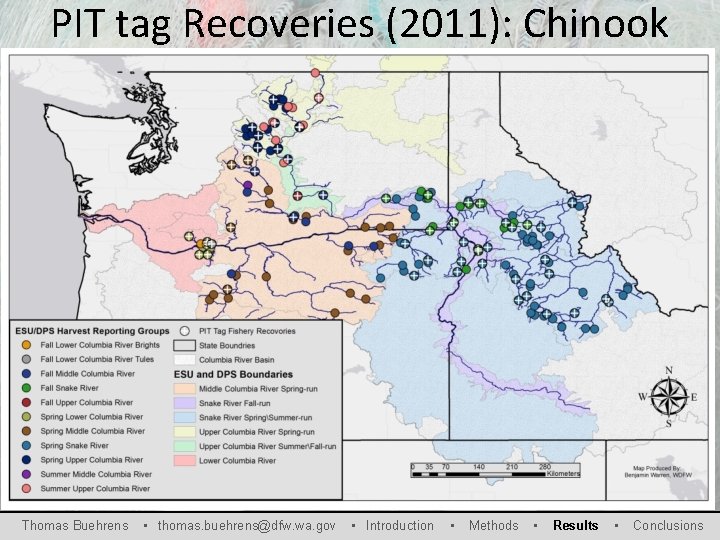 PIT tag Recoveries (2011): Chinook Thomas Buehrens • thomas. buehrens@dfw. wa. gov • Introduction
