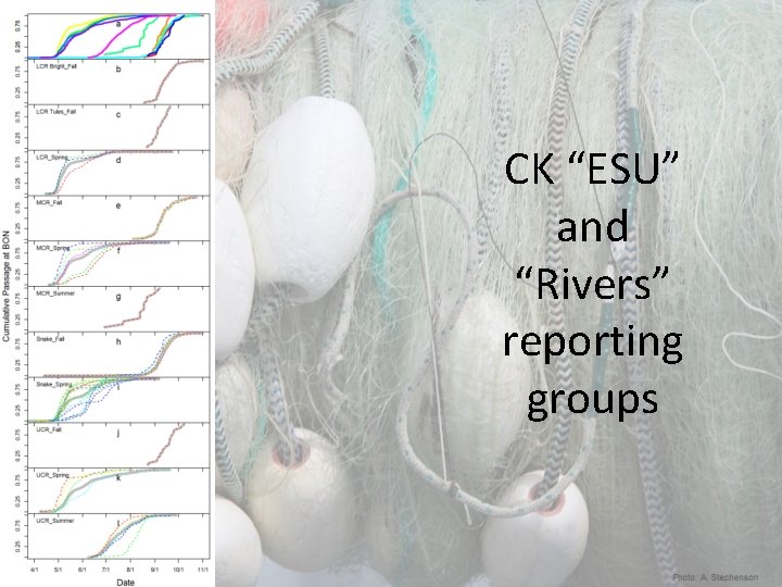 CK “ESU” and “Rivers” reporting groups 