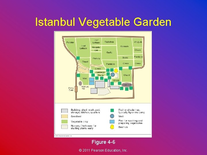 Istanbul Vegetable Garden Figure 4 -6 © 2011 Pearson Education, Inc. 