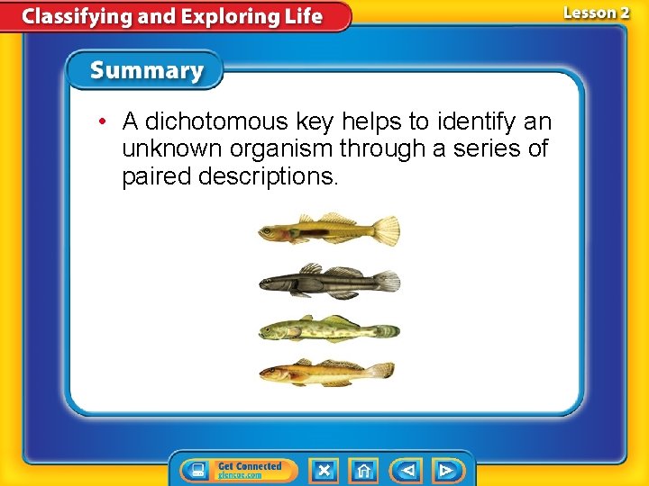  • A dichotomous key helps to identify an unknown organism through a series