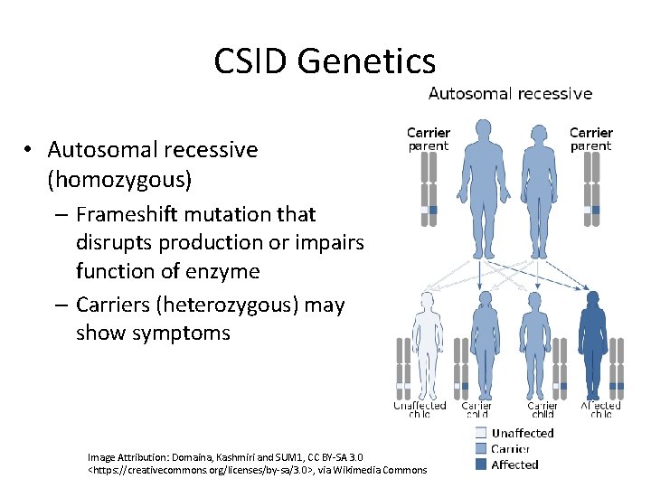 CSID Genetics • Autosomal recessive (homozygous) – Frameshift mutation that disrupts production or impairs