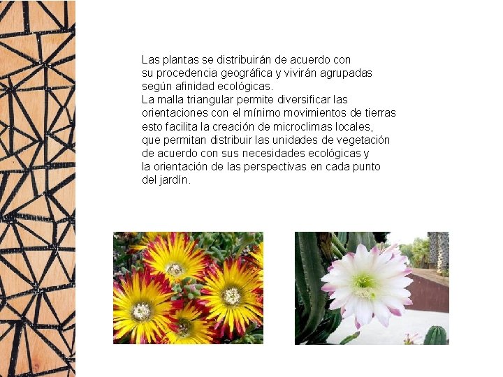 Las plantas se distribuirán de acuerdo con su procedencia geográfica y vivirán agrupadas según