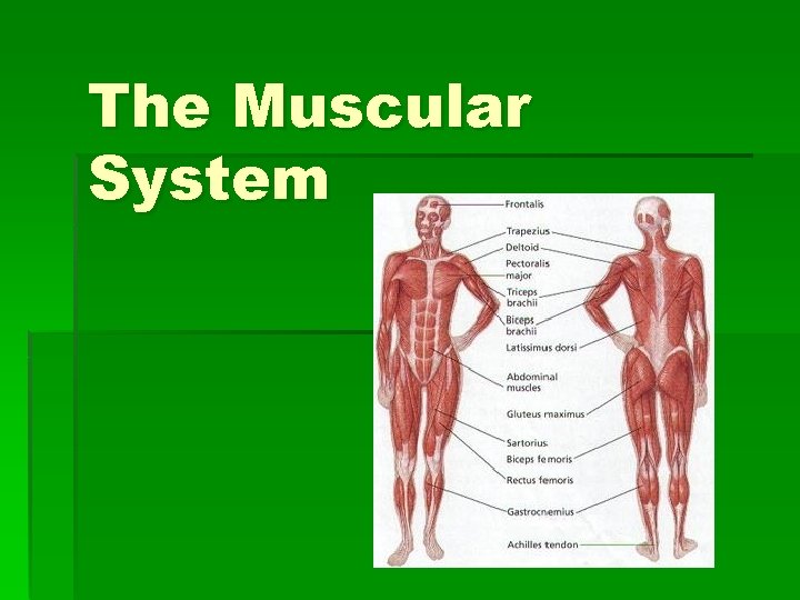 The Muscular System 