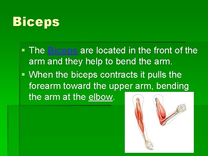 Biceps § The Biceps are located in the front of the arm and they
