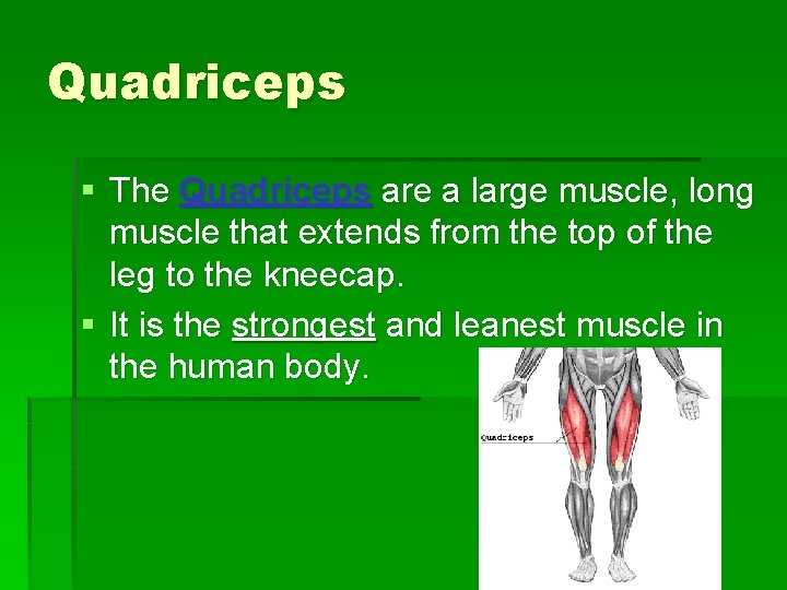 Quadriceps § The Quadriceps are a large muscle, long muscle that extends from the
