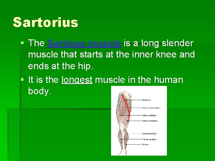 Sartorius § The Sartious muscle is a long slender muscle that starts at the