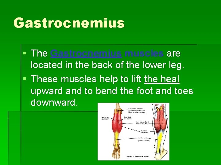 Gastrocnemius § The Gastrocnemius muscles are located in the back of the lower leg.