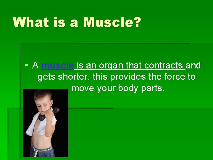 What is a Muscle? § A muscle is an organ that contracts and gets