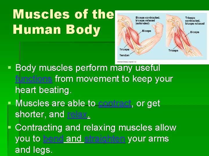 Muscles of the Human Body § Body muscles perform many useful functions from movement