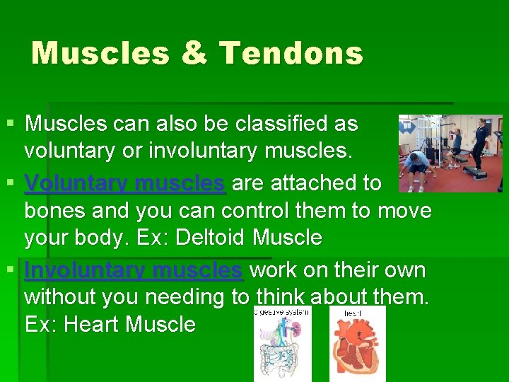 Muscles & Tendons § Muscles can also be classified as voluntary or involuntary muscles.