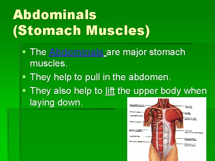 Abdominals (Stomach Muscles) § The Abdominals are major stomach muscles. § They help to