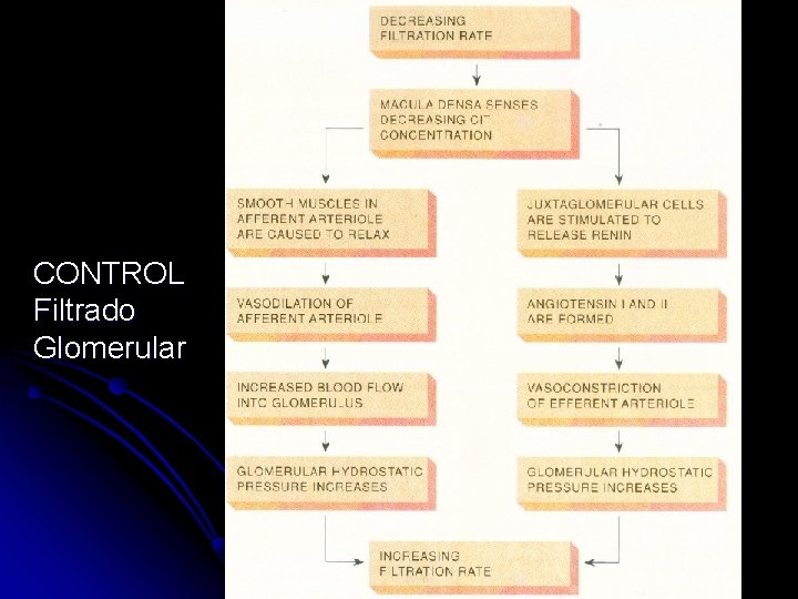 CONTROL Filtrado Glomerular 