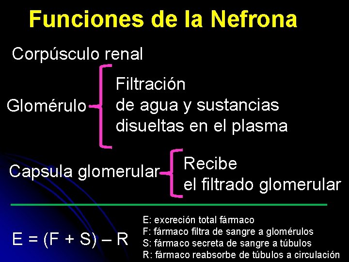Funciones de la Nefrona Corpúsculo renal Glomérulo Filtración de agua y sustancias disueltas en