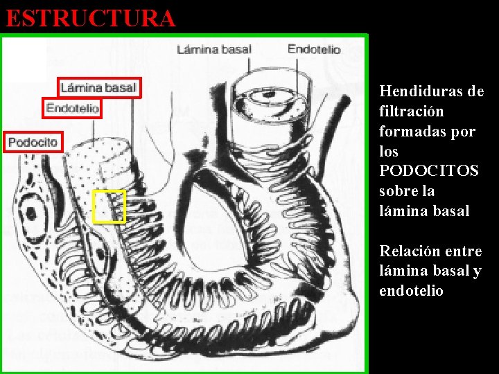 ESTRUCTURA Hendiduras de filtración formadas por los PODOCITOS sobre la lámina basal Relación entre