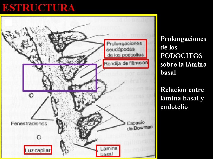 ESTRUCTURA Prolongaciones de los PODOCITOS sobre la lámina basal Relación entre lámina basal y