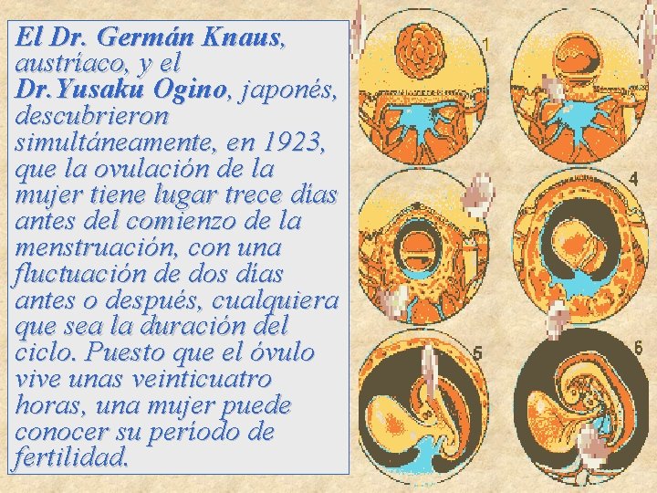 El Dr. Germán Knaus, austríaco, y el Dr. Yusaku Ogino, japonés, descubrieron simultáneamente, en