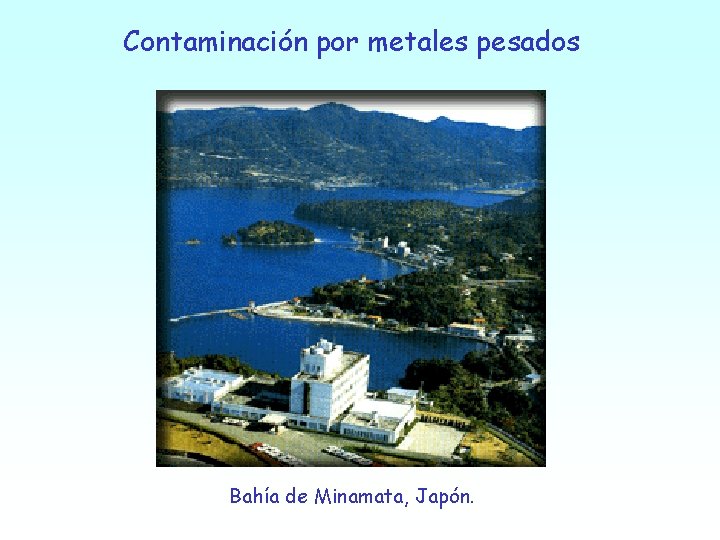 Contaminación por metales pesados Bahía de Minamata, Japón. 