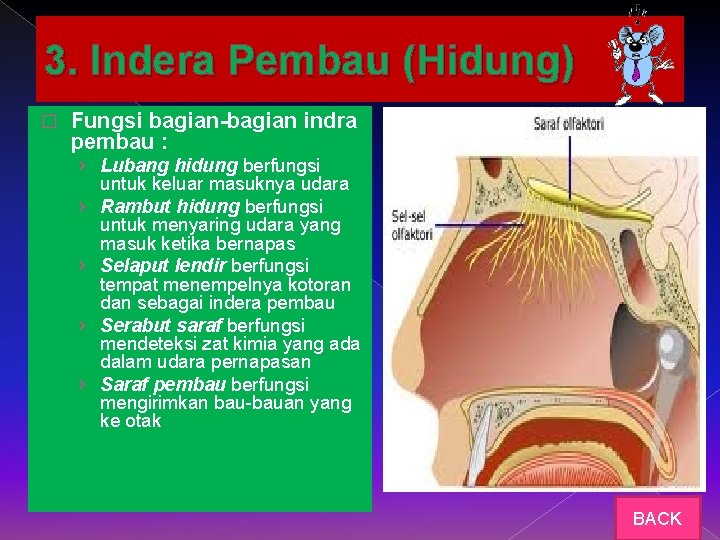 3. Indera Pembau (Hidung) � Fungsi bagian-bagian indra pembau : › Lubang hidung berfungsi