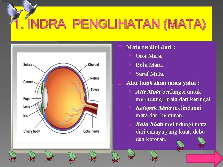 1. INDRA PENGLIHATAN (MATA) Mata terdiri dari : › Otot Mata. › Bola Mata.