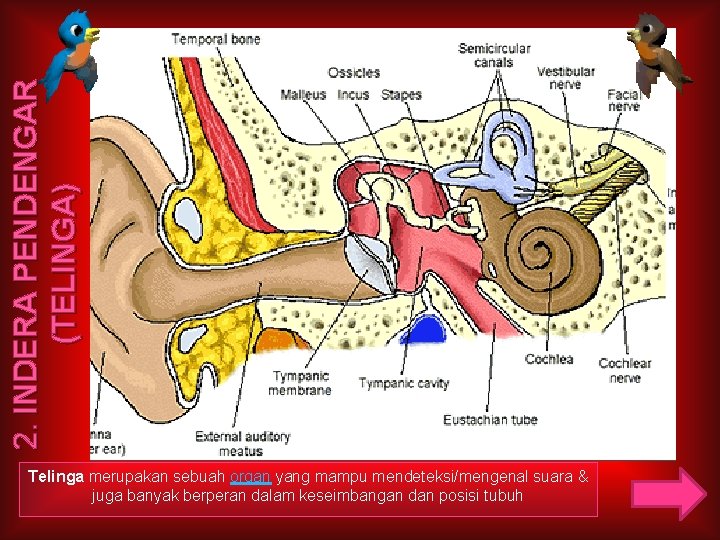 2. INDERA PENDENGAR (TELINGA) Telinga merupakan sebuah organ yang mampu mendeteksi/mengenal suara & juga