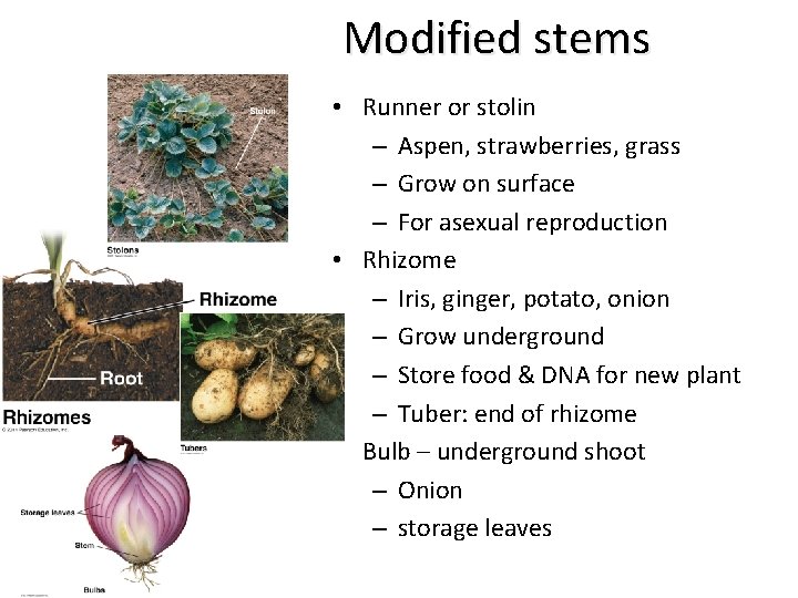 Modified stems • Runner or stolin – Aspen, strawberries, grass – Grow on surface