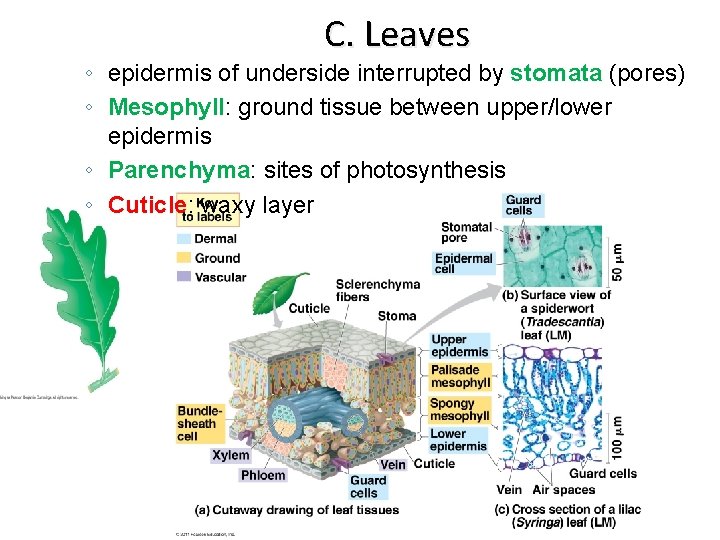 C. Leaves ◦ epidermis of underside interrupted by stomata (pores) ◦ Mesophyll: ground tissue